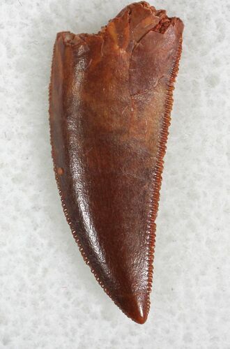 Finely Serrated Raptor Tooth From Morocco - #22988